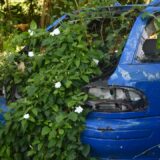 Photo accidentările